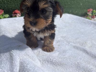 Miss Pretty (T Cup) Yorkshire Terrier puppy in Wexford