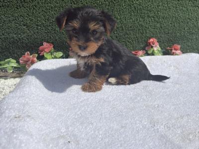 Miss Pretty (T Cup) Yorkshire Terrier puppy in Wexford