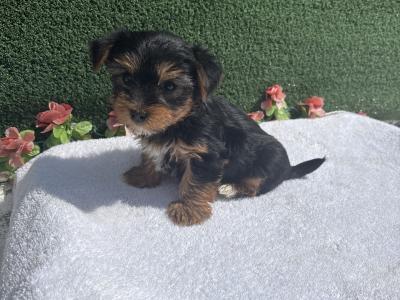 Miss Pretty (T Cup) Yorkshire Terrier puppy in Wexford
