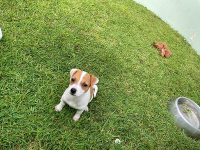 Jack Russell puppies in Wexford - call only- UPDATE 2 FEMALES LEFT