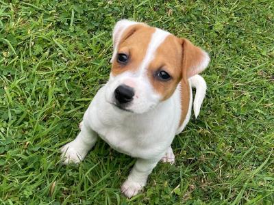 Jack Russell puppies in Wexford - call only- UPDATE 2 FEMALES LEFT