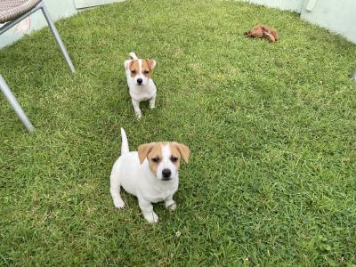 Jack Russell puppies in Wexford - call only- UPDATE 2 FEMALES LEFT