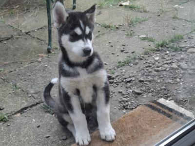 11 Week old male Husky puppy for sale in Wexford