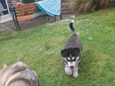 11 Week old male Husky puppy for sale in Wexford