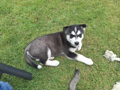 11 Week old male Husky puppy for sale in Wexford