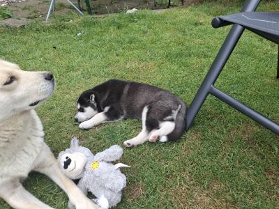 11 Week old male Husky puppy for sale in Wexford