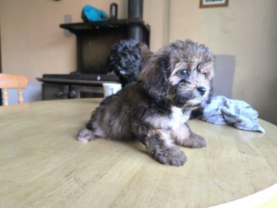 2 boys. Black.  €550
