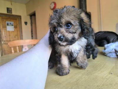 2 boys. Black.  €550