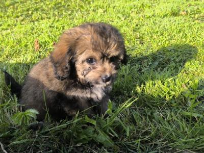 2 boys. Black.  €550