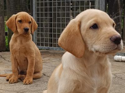 Outstanding Labrador puppies in Cavan !! Intelligent, loyal and eager to please !!**