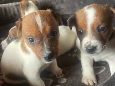 Jack Russell puppies in Cork