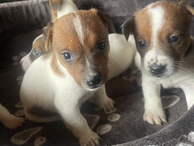 Jack Russel puppies in Cork