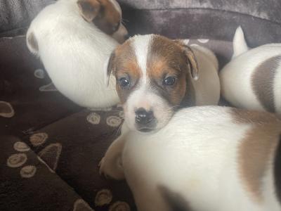 Jack Russell puppies in Cork