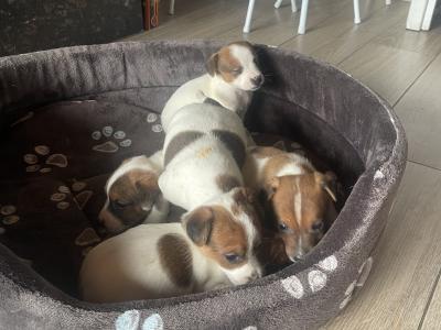 Jack Russell puppies in Cork