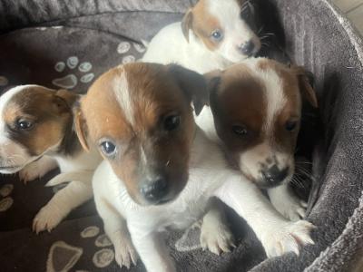 Jack Russell puppies in Cork