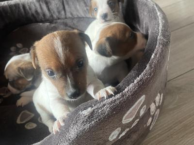 Jack Russell puppies in Cork