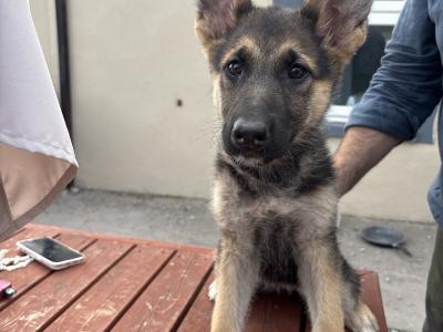 German Shepherd puppies in Waterford