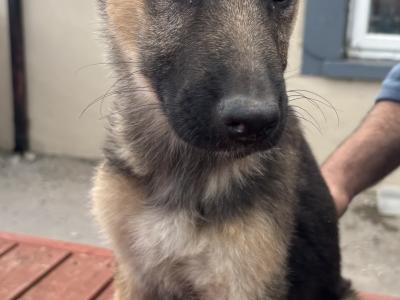 German Shepherd puppies in Waterford