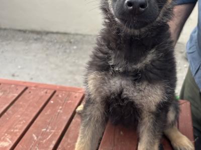 German Shepherd puppies in Waterford