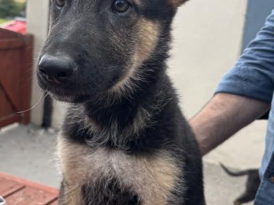 German Shepherd puppies in Waterford