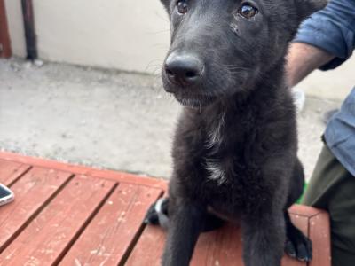 German Shepherd puppies in Waterford