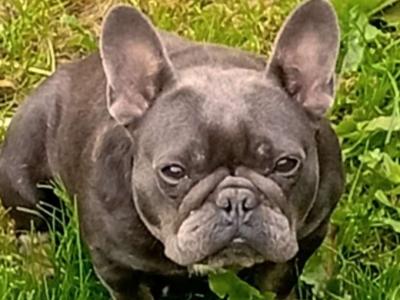 Female French Bulldog in Galway