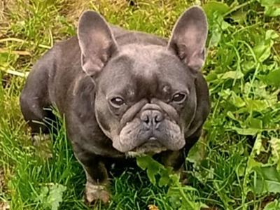 Female French Bulldog in Galway