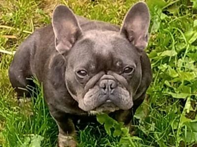 Female French Bulldog in Galway