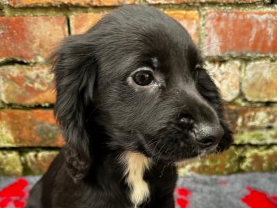 Cocker Spaniel puppies in Donegal