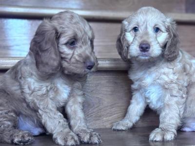 Cockapoo puppies 🐾 in Offaly