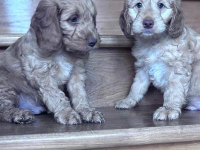 Cockapoo puppies 🐾 in Offaly
