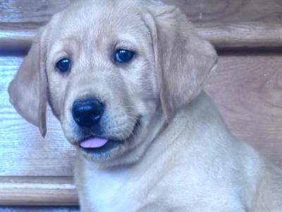 Fabulous Labrador puppies in Offaly 🐾