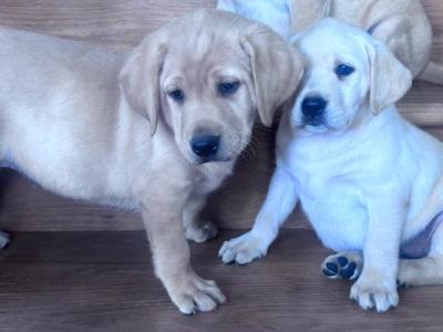 Fabulous Labrador puppies in Offaly 🐾