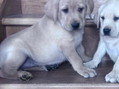 Fabulous Labrador puppies in Offaly 🐾