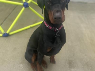 Doberman for stud in Wexford