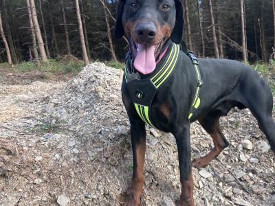 Doberman for stud in Wexford
