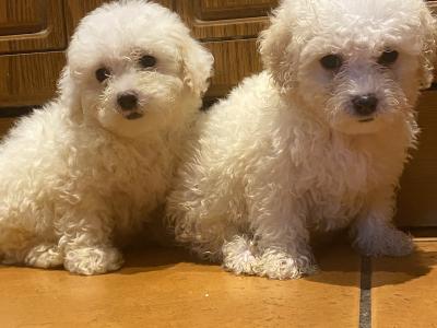 Female Bichon Frise puppy for sale in Cork