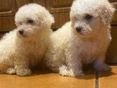 Female Bichon Frise puppy for sale in Cork