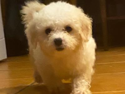 Female Bichon Frise puppy for sale in Cork