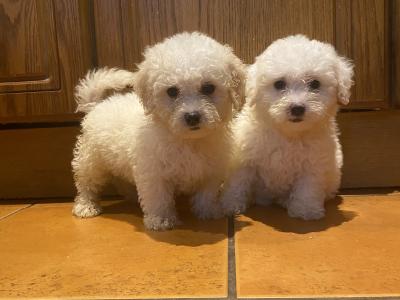 Female Bichon Frise puppy for sale in Cork