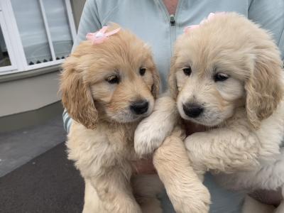 Premium Show Quality IKC Registered Golden Retriever puppies in Galway