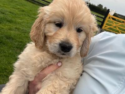 Premium Show Quality IKC Registered Golden Retriever puppies in Galway