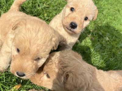 Lakeland Terrier puppies in Laois