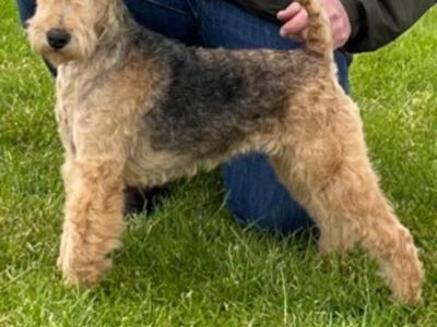 Lakeland Terrier puppies in Laois