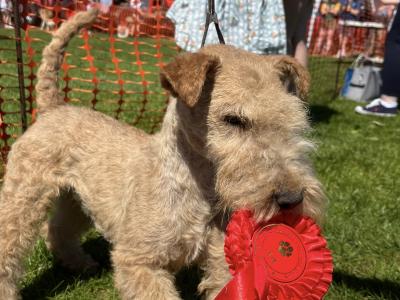 Lakeland Terrier puppies in Laois