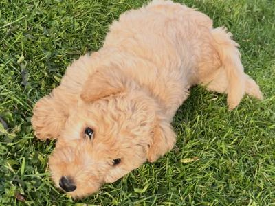 Lakeland Terrier puppies in Laois