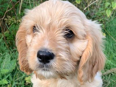 Cavalier King Charles Spaniel x West Highland Terrier puppies in Wexford