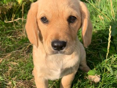 Cavalier King Charles Spaniel x West Highland Terrier puppies in Wexford