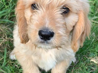 Cavalier King Charles Spaniel x West Highland Terrier puppies in Wexford