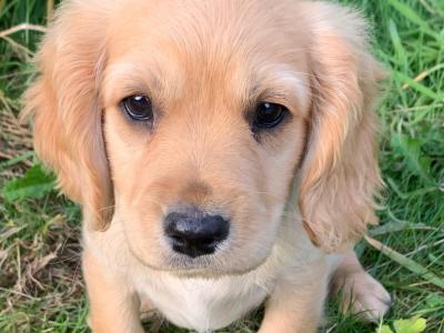 Cavalier King Charles Spaniel x West Highland Terrier puppies in Wexford